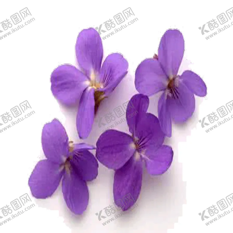 编号：22608006151530275999【酷图网】源文件下载-手绘植物花卉