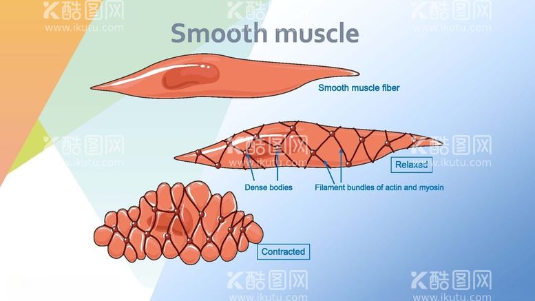 编号：61035712152105304629【酷图网】源文件下载-平滑肌
