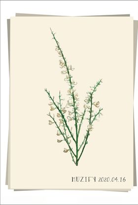 野蔷薇植物图鉴