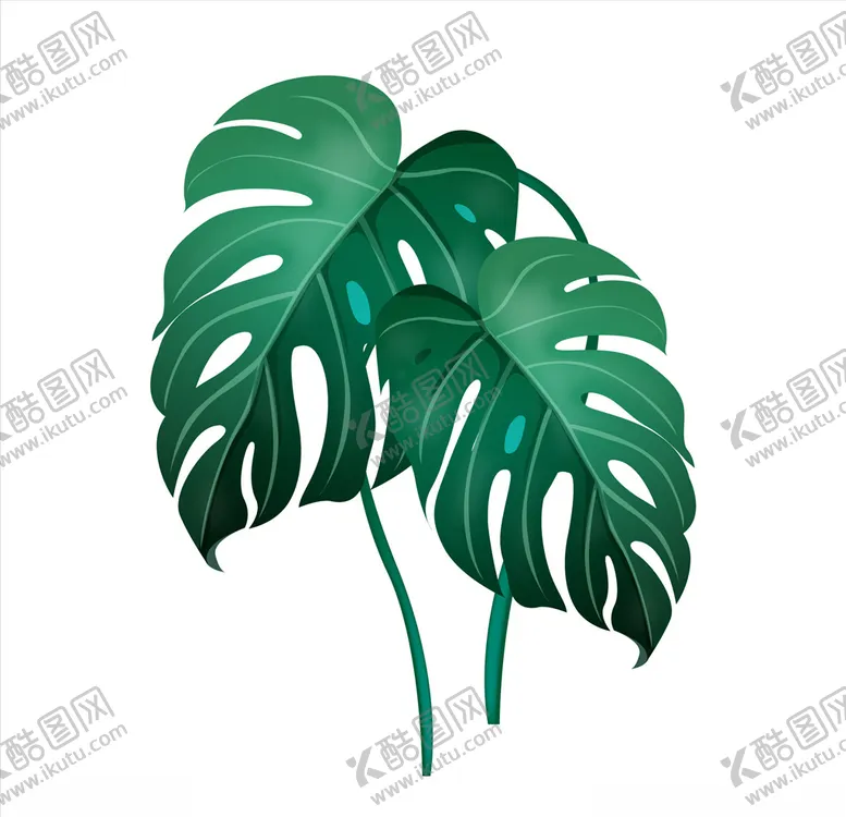 编号：43153604161306173523【酷图网】源文件下载-热带植物龟背竹