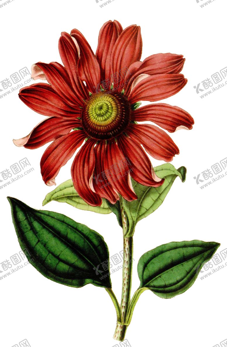 编号：98294506251832196296【酷图网】源文件下载-复古鲜花植物装饰图案