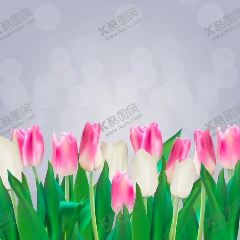 编号：01275609142108113452【酷图网】源文件下载-郁金香