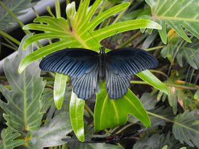 蝴蝶生物世界昆虫虫类摄影