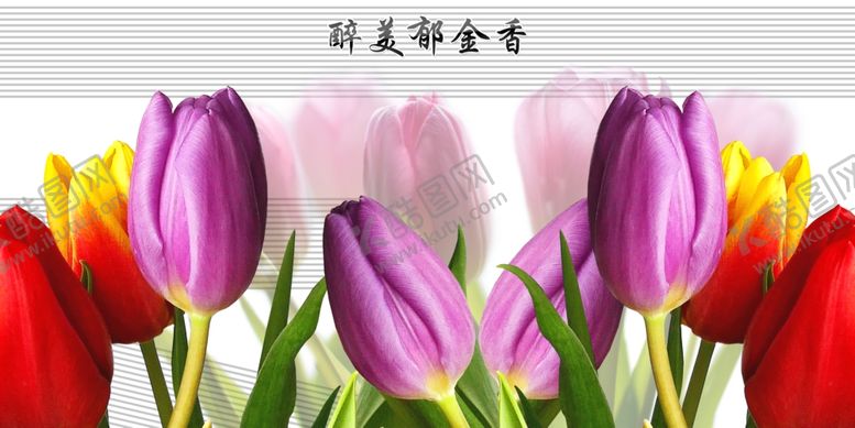 编号：81388103311124245377【酷图网】源文件下载-郁金香节背景