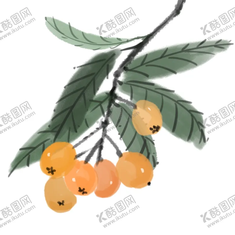 编号：52971101252149024659【酷图网】源文件下载-水墨枇杷