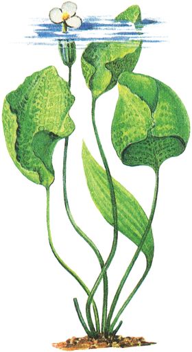 免扣水生植物素材图片