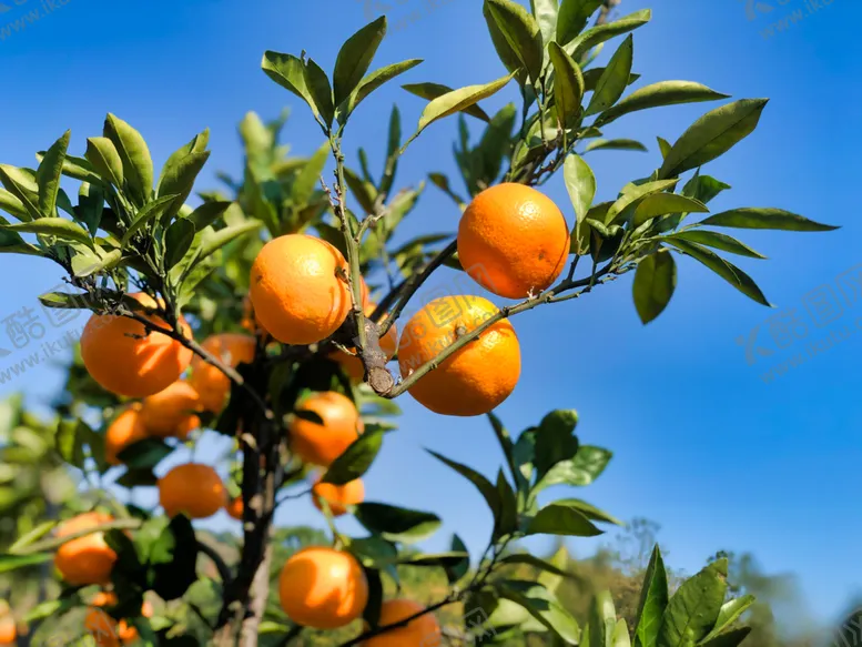 编号：70006610141158126051【酷图网】源文件下载-桔子