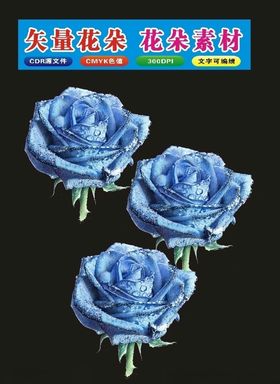 月季花大光圈植物摄影
