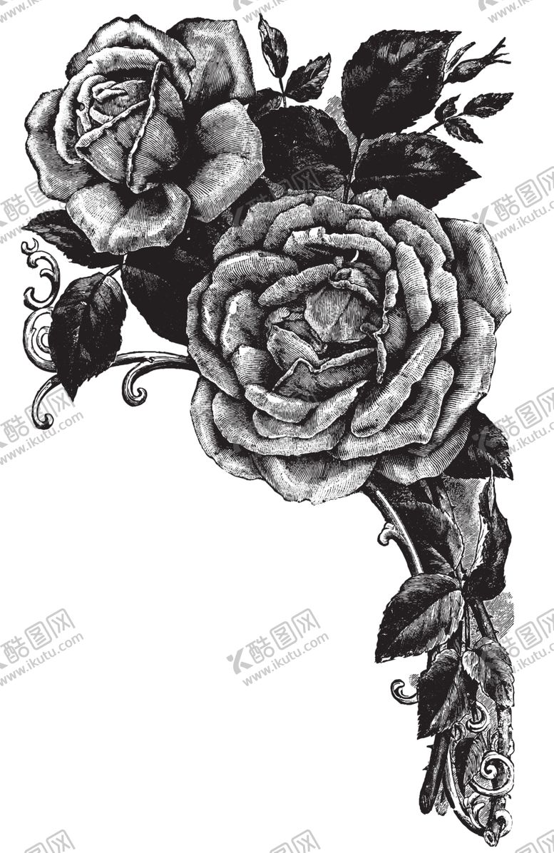 编号：52747507022146541591【酷图网】源文件下载-素描绘画植物花朵