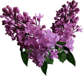丁香花