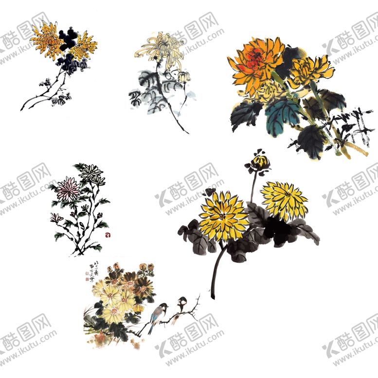 编号：51554906160807477409【酷图网】源文件下载-菊花