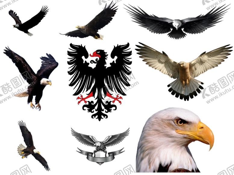 编号：60680909271051342869【酷图网】源文件下载-鹰png免扣高清素材