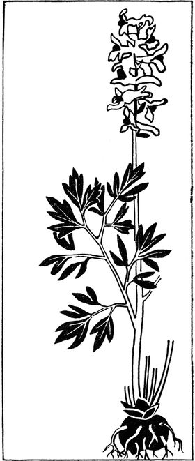 黑白手绘植物