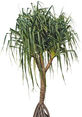 免扣植物素材