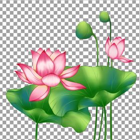 手绘荷花