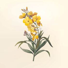 花纹