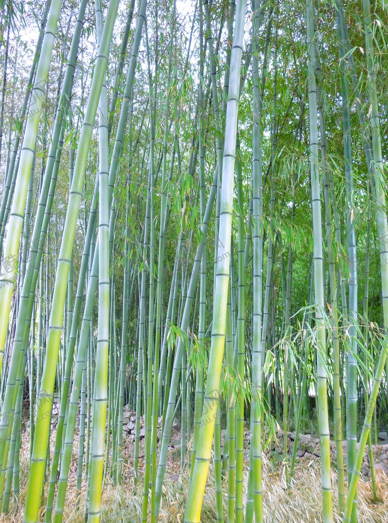 编号：47553409251555391785【酷图网】源文件下载-竹子