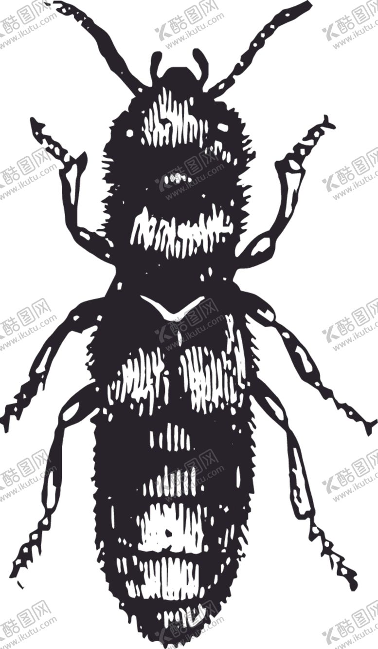 编号：62029710012319502273【酷图网】源文件下载-自然昆虫标本插画