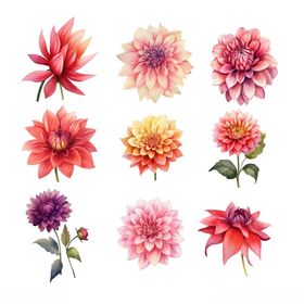 多彩大丽花插画集合