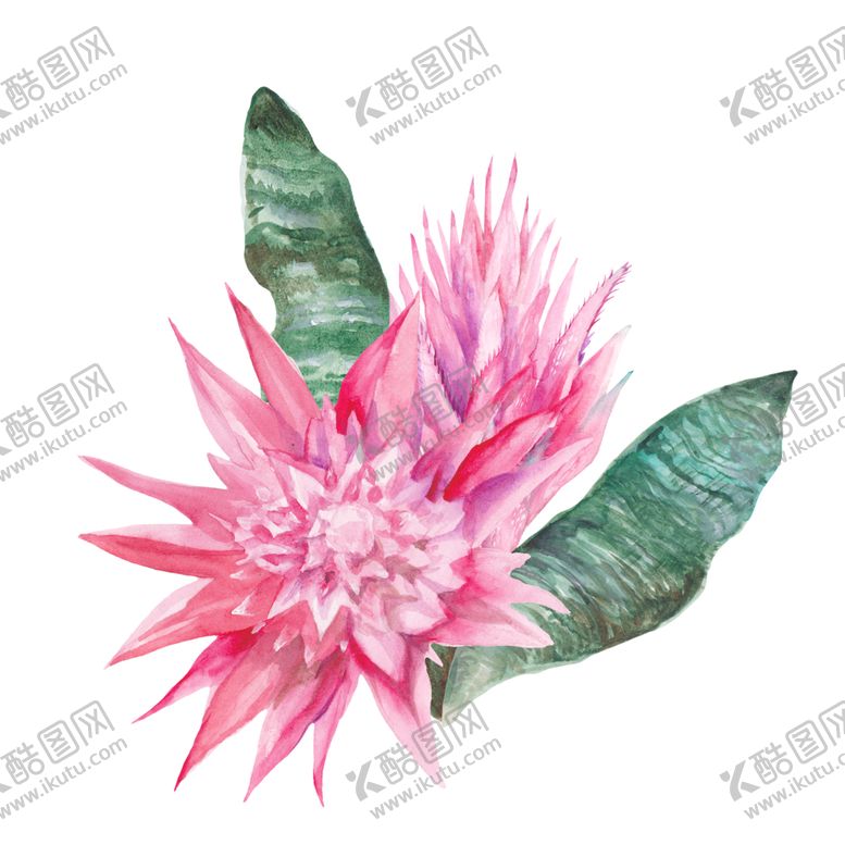 编号：53958409160926072579【酷图网】源文件下载-夏日热带水彩花朵