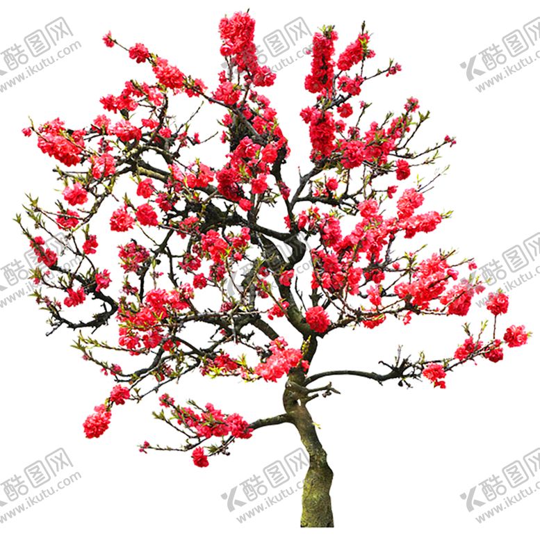 编号：78535606232311277319【酷图网】源文件下载-手绘植物花卉