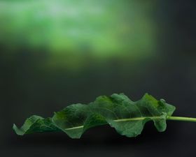 照相背景