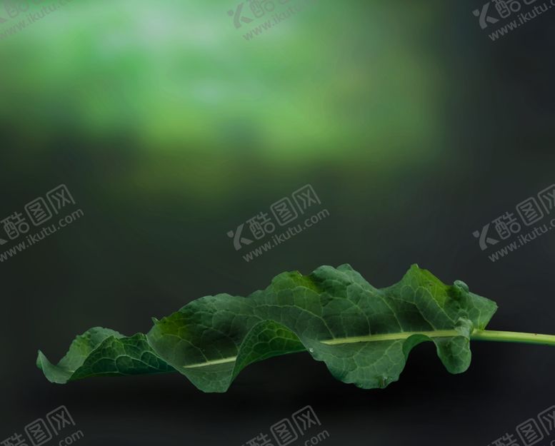 编号：82049909151501467258【酷图网】源文件下载-照相背景