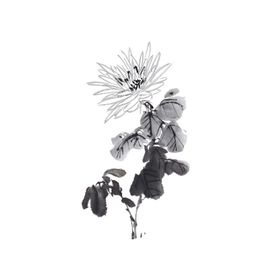 菊花素材