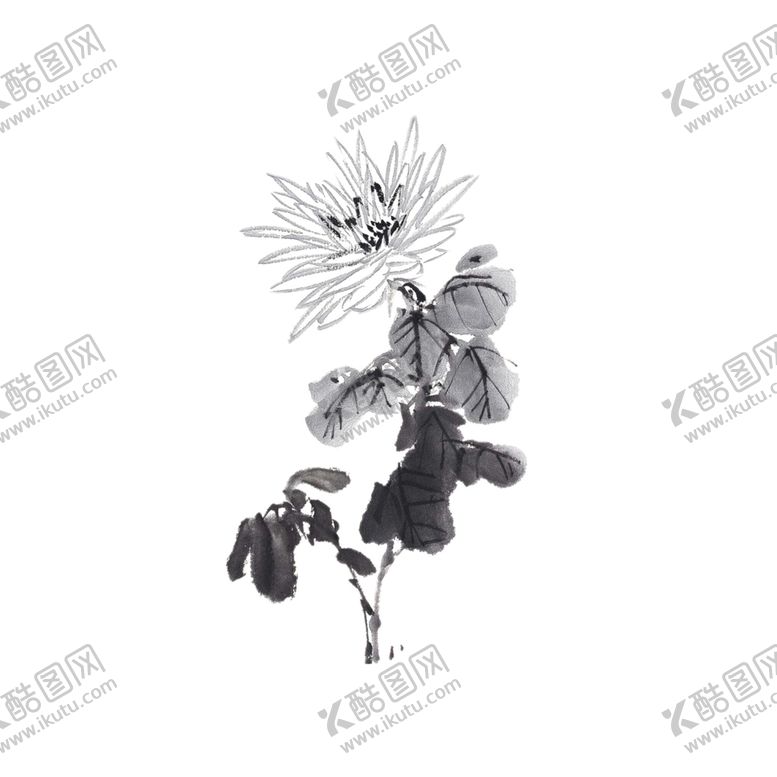 编号：96679907042328329456【酷图网】源文件下载-菊花素材