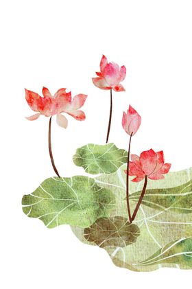 荷花