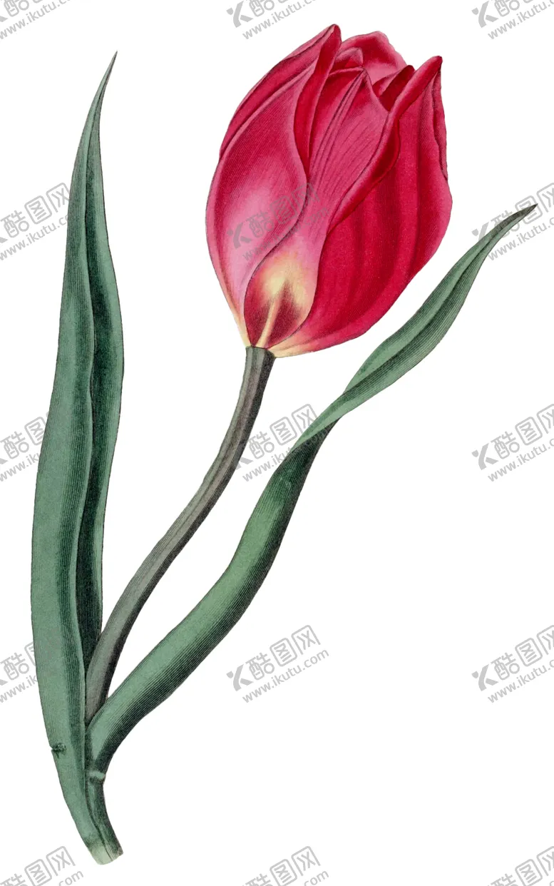 编号：79184307012151216681【酷图网】源文件下载-复古鲜花植物装饰图案