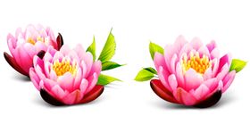 牡丹花