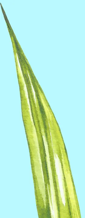 花卉树叶
