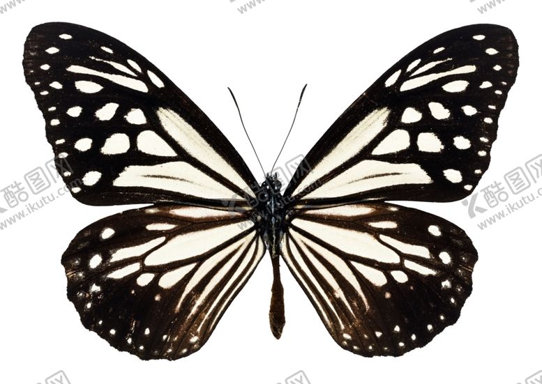 编号：69413809252026495240【酷图网】源文件下载-昆虫蝴蝶花纹图案
