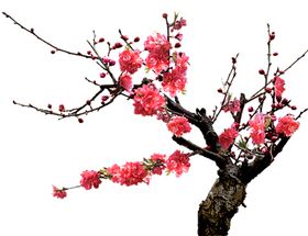 梅花png