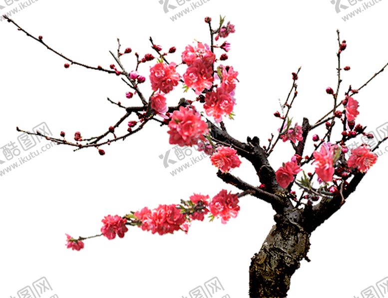 编号：64810205032050132586【酷图网】源文件下载-梅花png