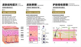 皮肤知识科普结构