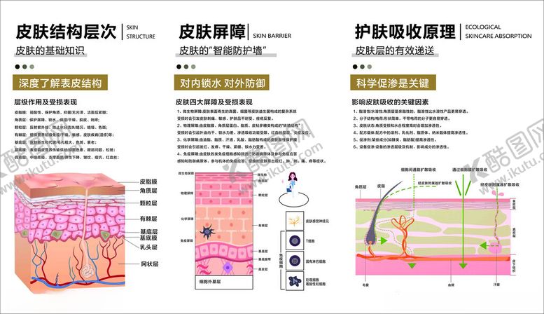 编号：77979205012116513737【酷图网】源文件下载-皮肤知识科普结构