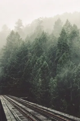 森林行道树风景图片自然风光唯美风景
