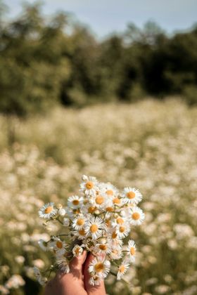 黄春菊