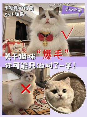 猫咪海报