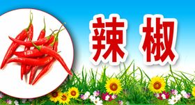 辣椒