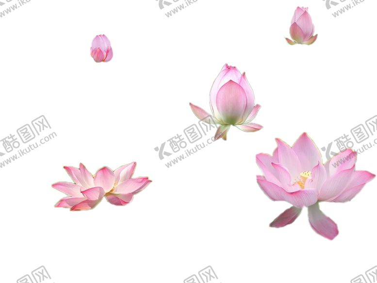 编号：18609909212218345147【酷图网】源文件下载-荷花池塘素材