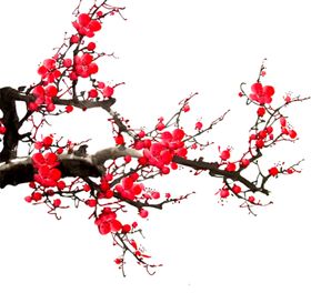 中国风水墨梅