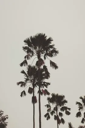 椰树自然景观棕榈植物