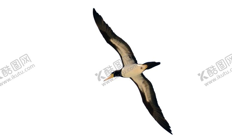 编号：58771709230245184507【酷图网】源文件下载-小鸟野生动物