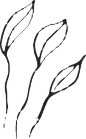 手绘花卉元素