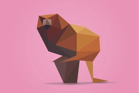 金丝猴