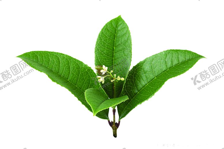 编号：88533609131421498897【酷图网】源文件下载-绿色装饰