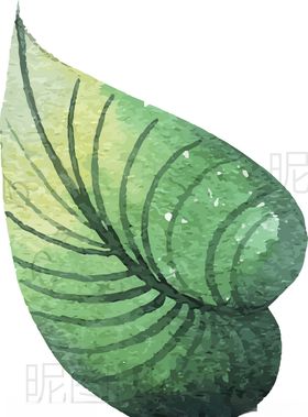 绿叶